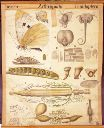 Vorschau Wandtafel, Morphologie der Lepidoptera