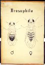 Vorschau Wandtafel, Drosophila Geschlechter