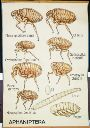 Vorschau Wandtafel, Aphaniptera