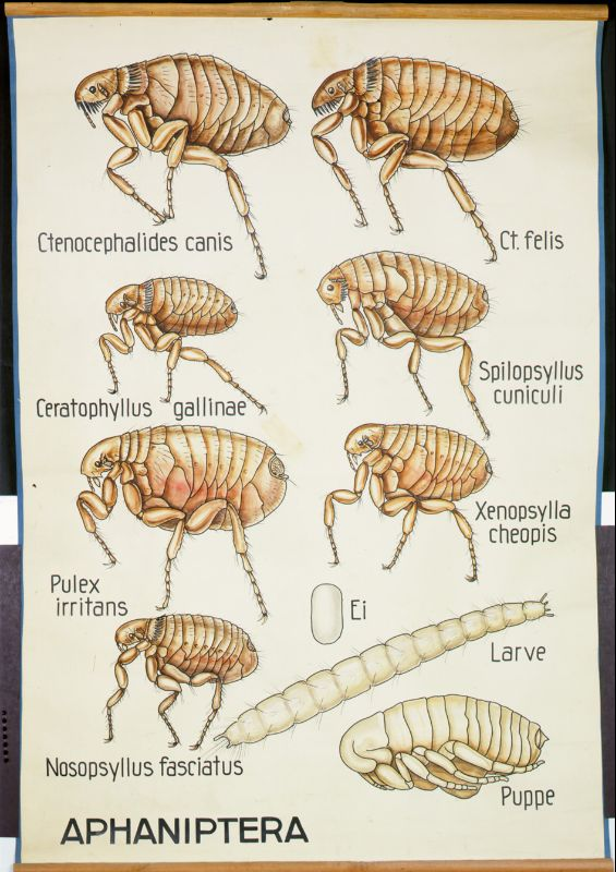 Wandtafel, Aphaniptera