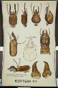 Vorschau Wandtafel, Isoptera VII (Köpfe v. Soldaten)