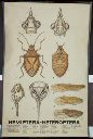 Vorschau Wandtafel, Hemiptera-Heteroptera