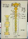 Vorschau Wandtafel, Zentralnervensystem der Insekten