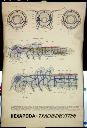 Vorschau Wandtafel, Tracheensystem II