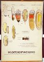 Vorschau Wandtafel, Insektenentwicklung