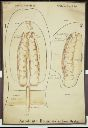 Vorschau Wandtafel, Anodonta, Bojanus'sches Organ