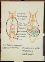 Vorschau Wandtafel, Mollusca, Torsion, Asymm., Detorsion I