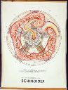 Vorschau Wandtafel, Echinoidea Anatomie