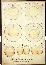 Vorschau Wandtafel, Strongylocentrotus, frühe Entwicklung