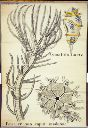 Vorschau Wandtafel, Crinoidea