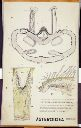 Vorschau Wandtafel, Asteroidea (Nerven und Sinnesorgane)