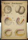 Vorschau Wandtafel, Branchiostoma, Gastrulation