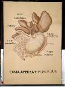 Vorschau Wandtafel, Cavia aperea (Magen-Darm-Trakt)