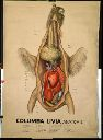 Vorschau Wandtafel, Columba livia, Anatomie