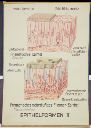 Vorschau Wandtafel, Epithelformen II