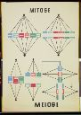 Vorschau Wandtafel, Mitose, Meiose