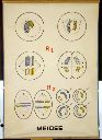 Vorschau Wandtafel, Meiose