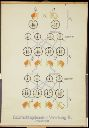 Vorschau Wandtafel, Geschlechtsgebundene Vererbung bei Drosophila II