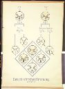 Vorschau Wandtafel, Geschlechtsbestimmung Drosophila