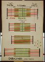 Vorschau Wandtafel, Schema Muskelkontraktion