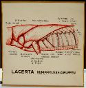 Vorschau Wandtafel, Lacerta, Rumpfmuskelgruppen