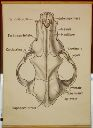 Vorschau Wandtafel, Hundeschädel von oben