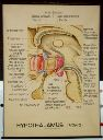 Vorschau Wandtafel, Hypothalamus