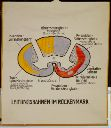 Vorschau Wandtafel, Leitungsbahnen im Rückenmark