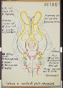 Vorschau Wandtafel, Pferd, Gehirn v. ventral