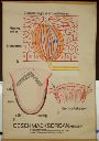 Vorschau Wandtafel, Geschmacksorgan (Mensch)