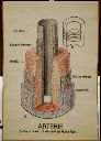 Vorschau Wandtafel, Arterie, schematisch