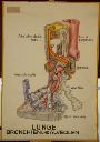 Vorschau Wandtafel, Lunge, Bronchien und Alveolen