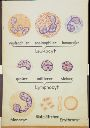 Vorschau Wandtafel, Blutzelltypen