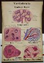 Vorschau Wandtafel, Lymphoide Organe