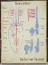 Vorschau Wandtafel, Blutkreisläufe, Teleosteer, Selachier