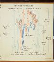 Vorschau Wandtafel, Nierenfeinbau (Säugetiere)