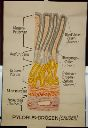 Vorschau Wandtafel,  Pylorus-Drüsen, Säuger