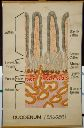 Vorschau Wandtafel, Duodenum, Säuger