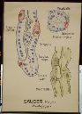 Vorschau Wandtafel, Säuger, Magen, Hauptdrüsen