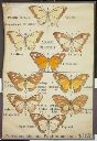 Vorschau Wandtafel, Polymorphismus, Papilio merope