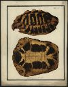 Vorschau Handzeichnung, F.W. Wunder, Maurische Schildkröte