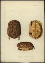 Vorschau Handzeichnung, F.W. Wunder, Areolen-Flachschildkröte