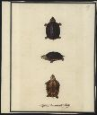 Vorschau Handzeichnung, F.W. Wunder, Skorpions-Klappschildkröte