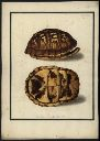 Vorschau Handzeichnung, F.W. Wunder, Carolina-Dosenschildkröte