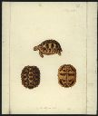 Vorschau Handzeichnung, F.W. Wunder, Sternschildkröte