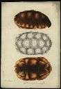 Vorschau Handzeichnung, F.W. Wunder, Waldschildkröte