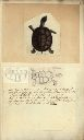 Vorschau Kupferstich und Handzeichnung, Starrbrust-Pelomedusenschildkröte