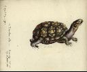 Vorschau Handzeichnung, F. Zehelein, Carolina-Dosenschildkröte