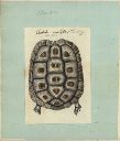 Vorschau Handzeichnung, Areolen-Flachschildkröte