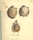 Vorschau Handzeichnung, W. Pfeiffer, Weichschildkröten